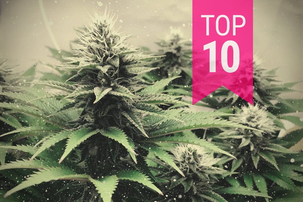 Die zehn besten Cannabissorten in 2025 für kältere Klimazonen