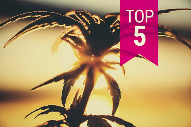Top 5 hitzeresistente Cannabissorten zum Anbau in warmen Klimazonen