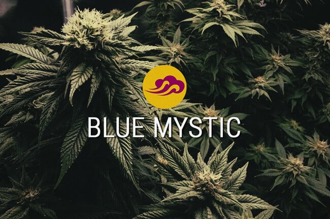 Cannabissorte Blue Mystic: Geschmack und Entspannung stehen im Vordergrund