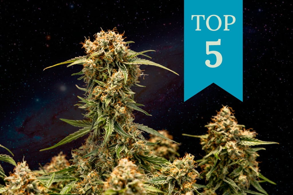 Die Top 5 der besten Cannabissorten für den Schlaf