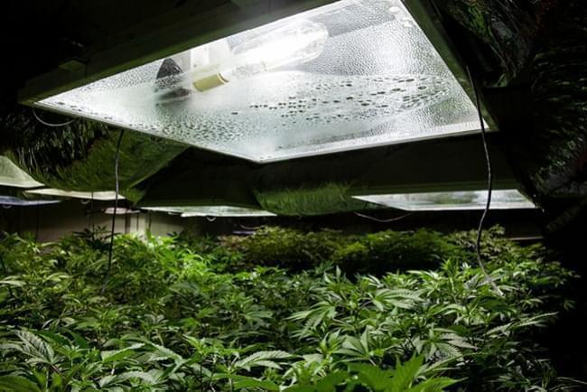 Cannabisanbau Im Grow Room: Relative Luftfeuchtigkeit und Temperaturen