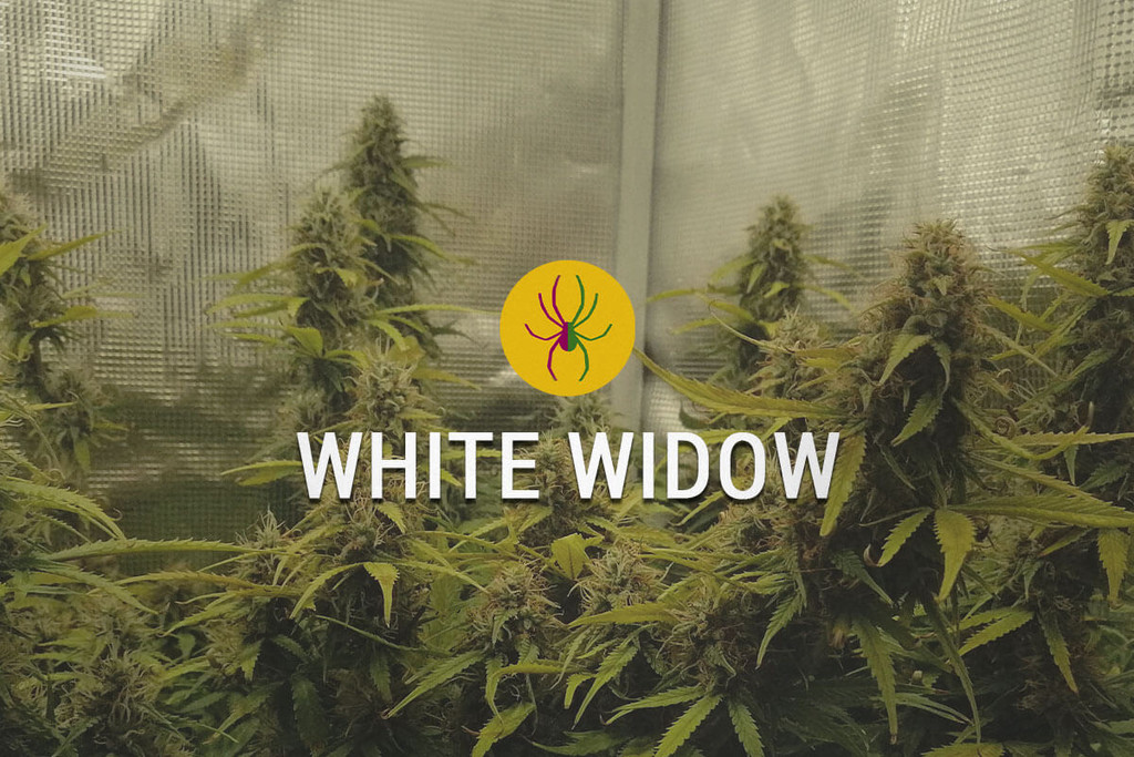 White Widow: Der Potente Stolz Der Niederlande