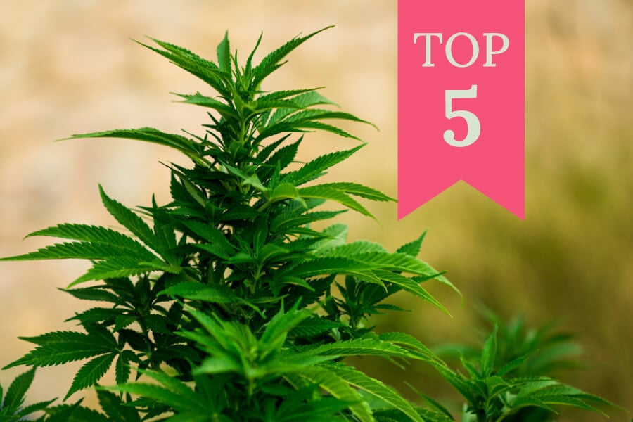 Die Top 5 der besten feminisierten Sorten für den Outdoor-Anbau (2025)