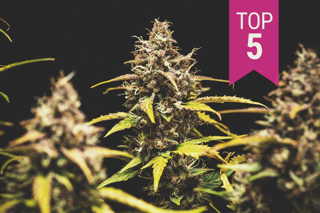 Die Top 5 Cannabissorten für den Indoor-Anbau 2023