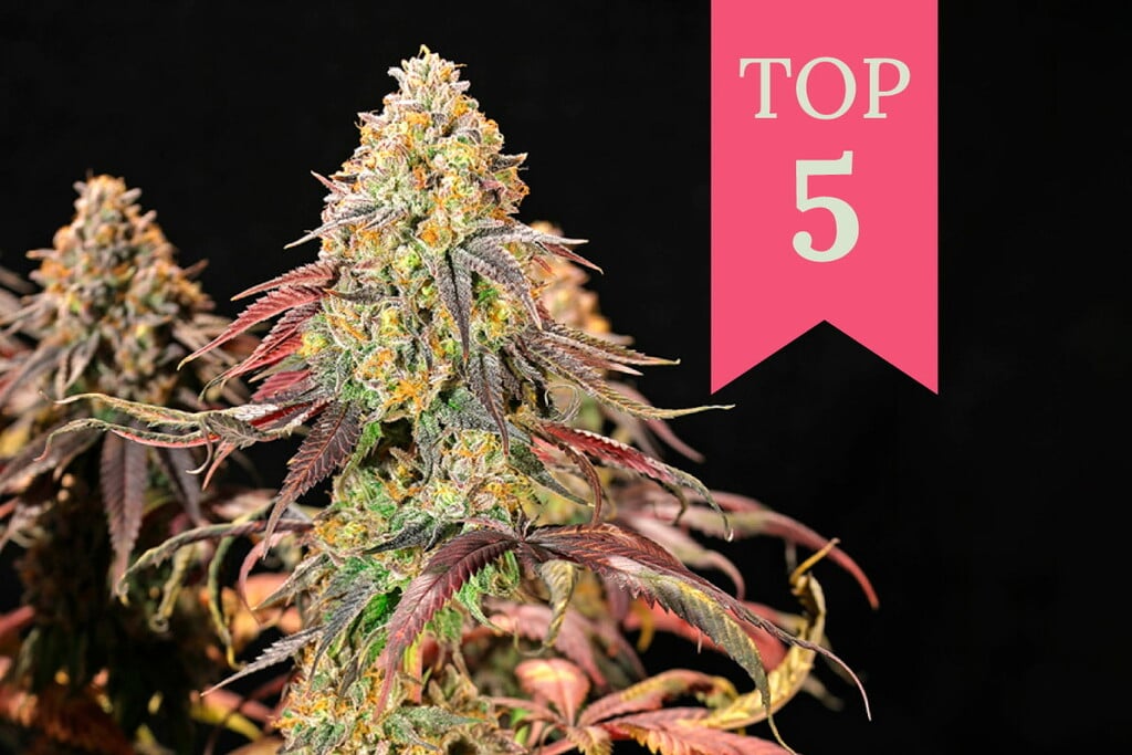Die Top 5 Cannabissorten für den Indoor-Anbau 2025