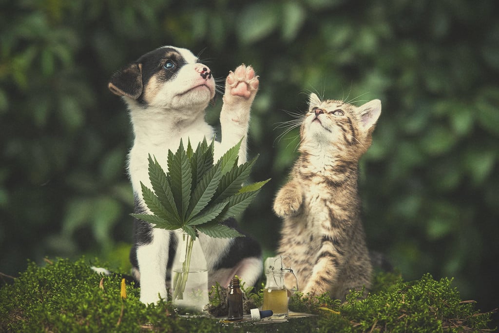 Medizinisches Cannabis für Hunde und Katzen: Ist es einen Versuch wert?