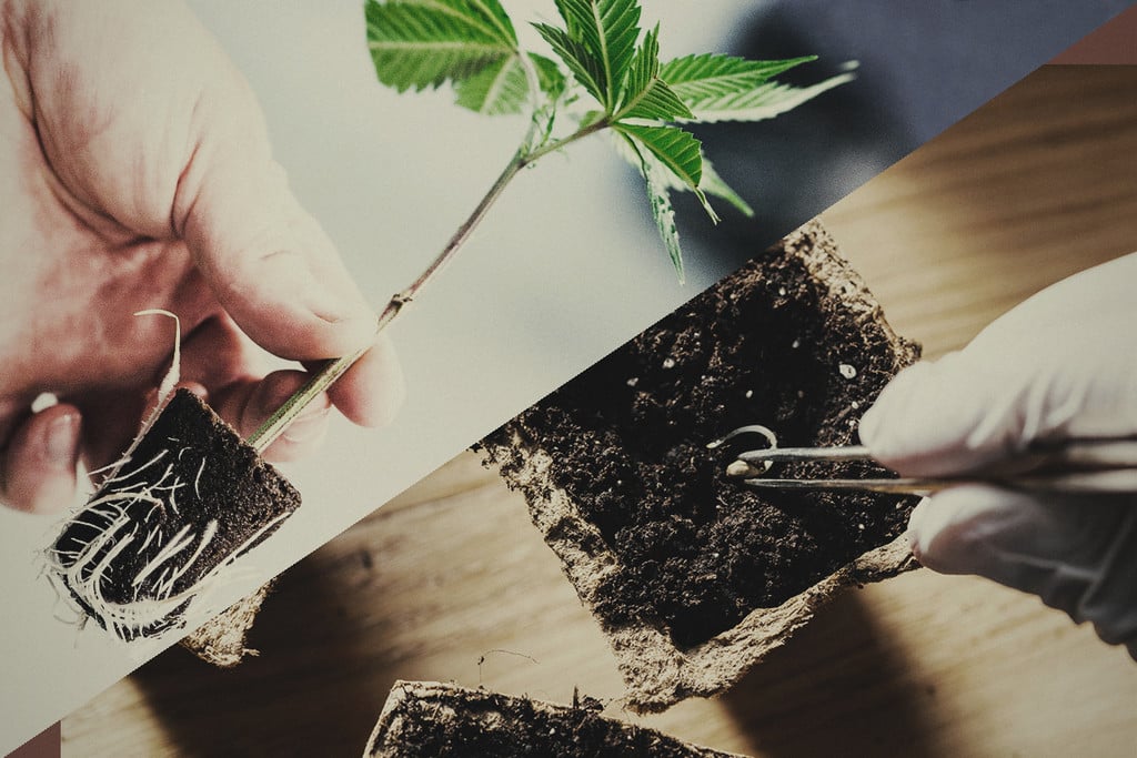 Samen oder Klone: Was ist besser für den Anbau von Cannabis?