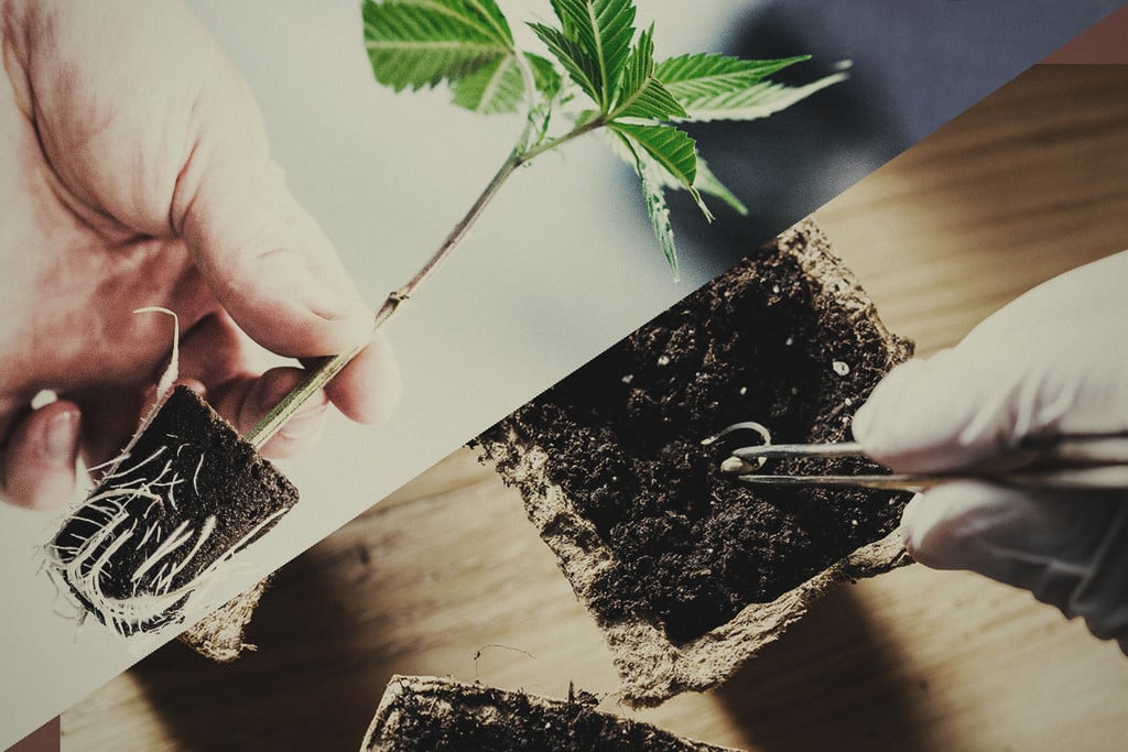 Samen oder Stecklinge: Was ist besser für den Anbau von Cannabis?