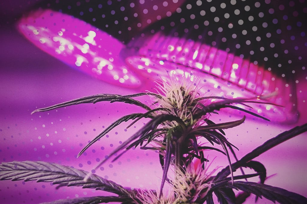 Hol Das Meiste Aus Deinen LEDs Raus: 5 Tipps Für Den Cannabisanbau Mit LEDs 