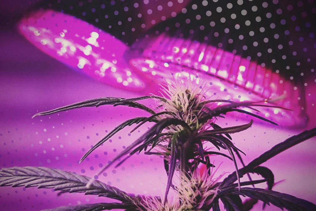 Hol Das Meiste Aus Deinen LEDs Raus: 5 Tipps Für Den Cannabisanbau Mit LEDs