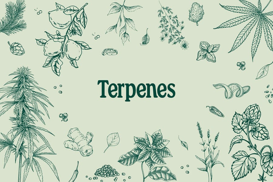 Terpene: Wie Sie Arbeiten Und Ihre Auswirkungen