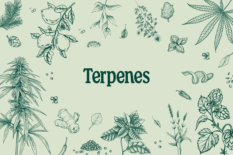 Terpene: Wie Sie Arbeiten Und Ihre Auswirkungen 