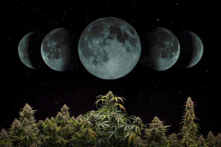 Wie man Cannabis nach dem Mondzyklus anbaut im Jahr 2024