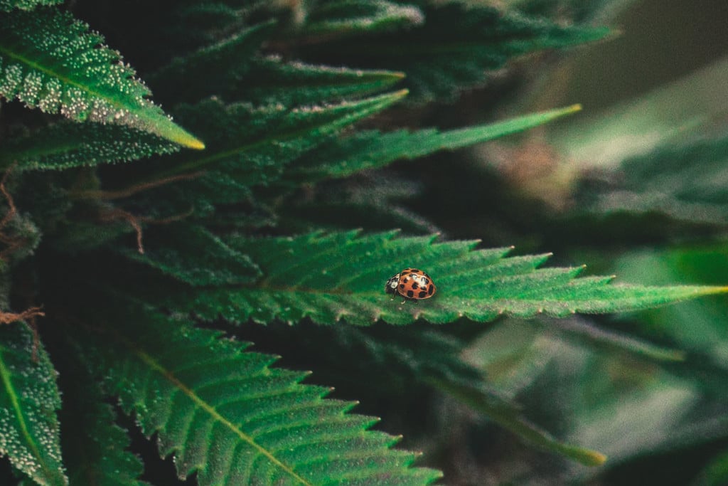 Cannabis 101: Marienkäfer Als Natürliches Mittel Gegen Spinnenmilben