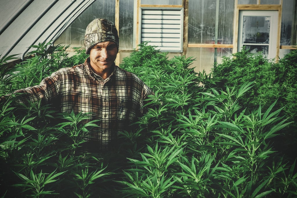 Wie man Cannabis in einem Gewächshaus anbaut: eine Anleitung