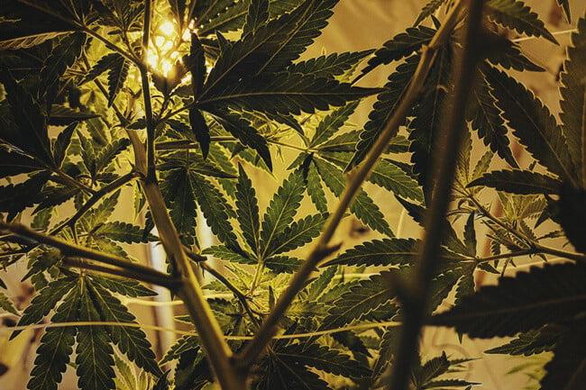 Der Perfekte Lichtplan Für Autoflowering Cannabis