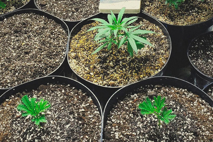 Wie Du Stecklinge von Deiner Cannabispflanze machst