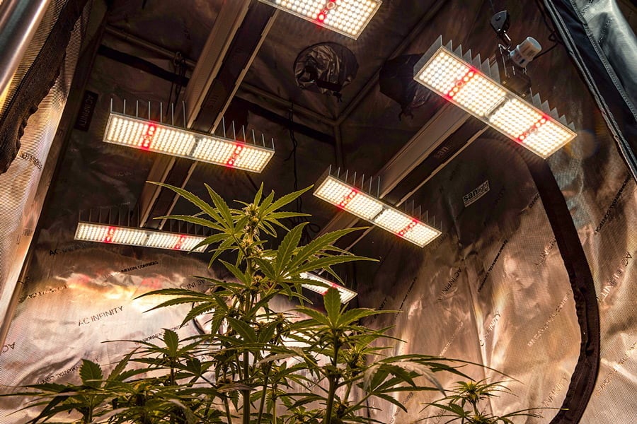 Wie Man Cannabis Vom Samen An Mit Einem 12/12-Lichtzyklus Anbaut