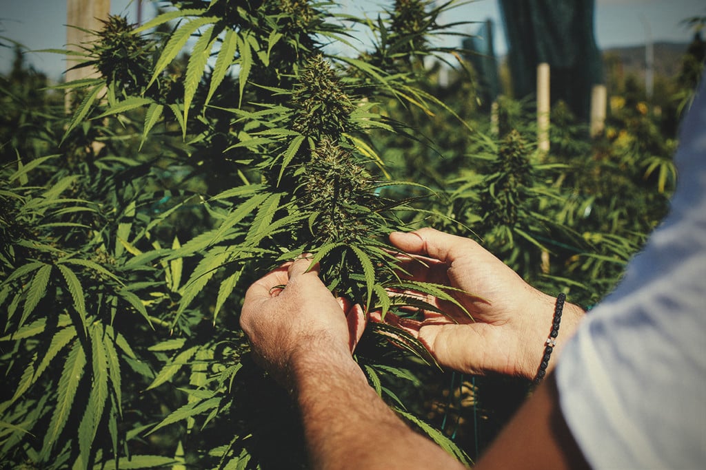 Vegane Cannabis-Kultivierung