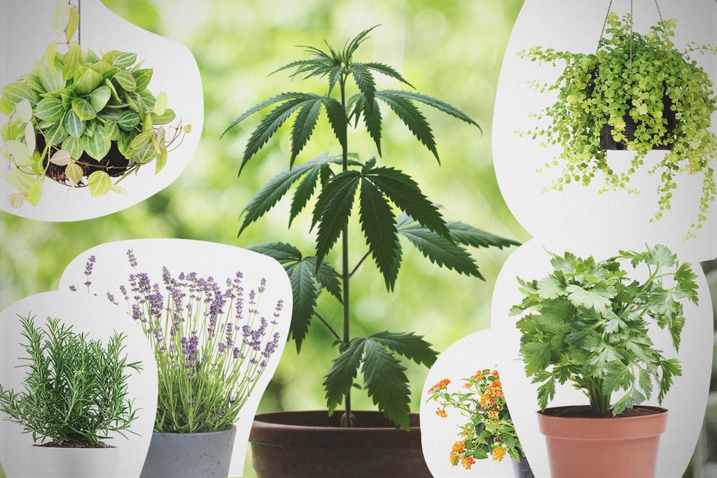 Partnerpflanzung Für Cannabis: Was Du Wissen Musst