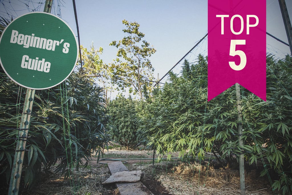 Top 5 der Cannabissorten für Anfängerraucher und -anbauer (2024)
