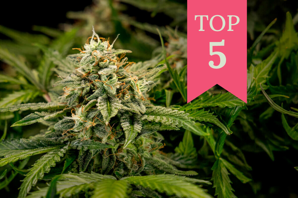 Die 5 Besten Cannabissorten Für Anfänger