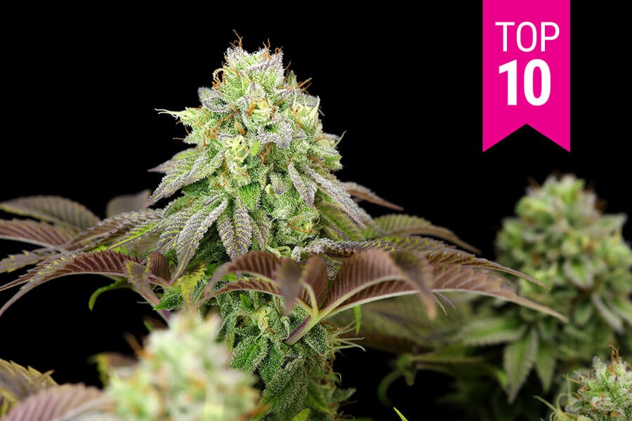 Die Top 10 der feminisierten Cannabissorten des Jahres 2021