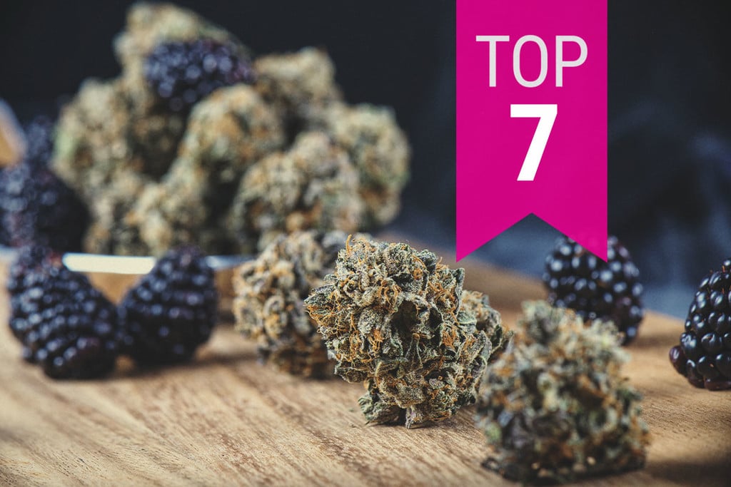 Die Besten Fruchtigen Marihuanasorten
