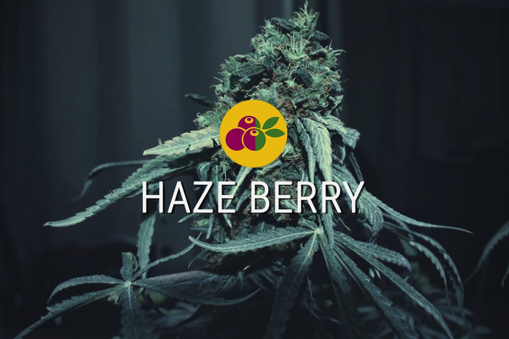 Haze Berry feminisierte Cannabis