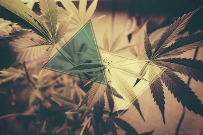 Kann CBD der psychoaktiven Wirkung von THC entgegenwirken?