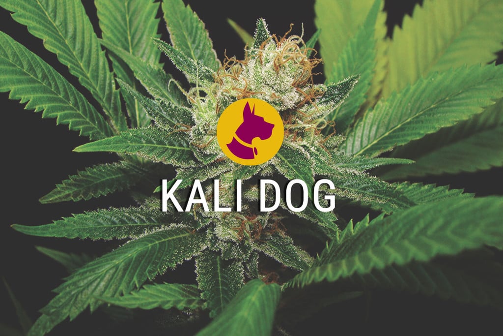 Kali Dog – heftiges, starkes und fabelhaftes Cannabis