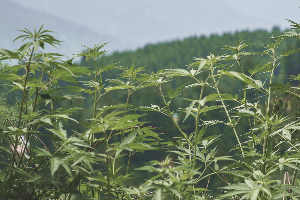 Cannabis ruderalis: Robustes Weed mit einem versteckten Talent