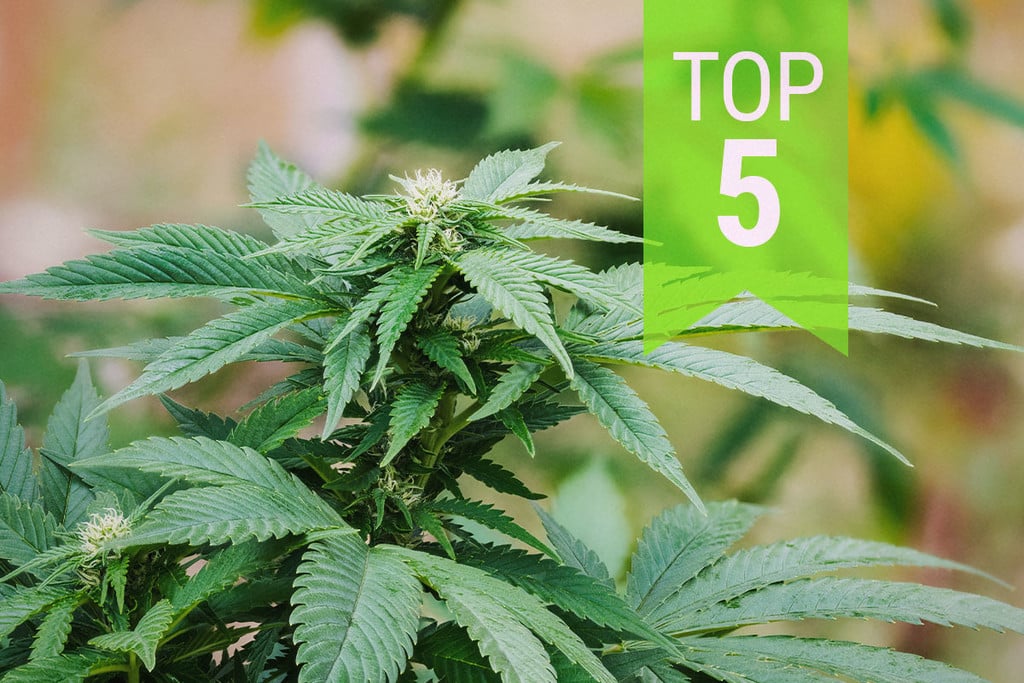 Top 5 autoflowering Indica-Sorten | 2024