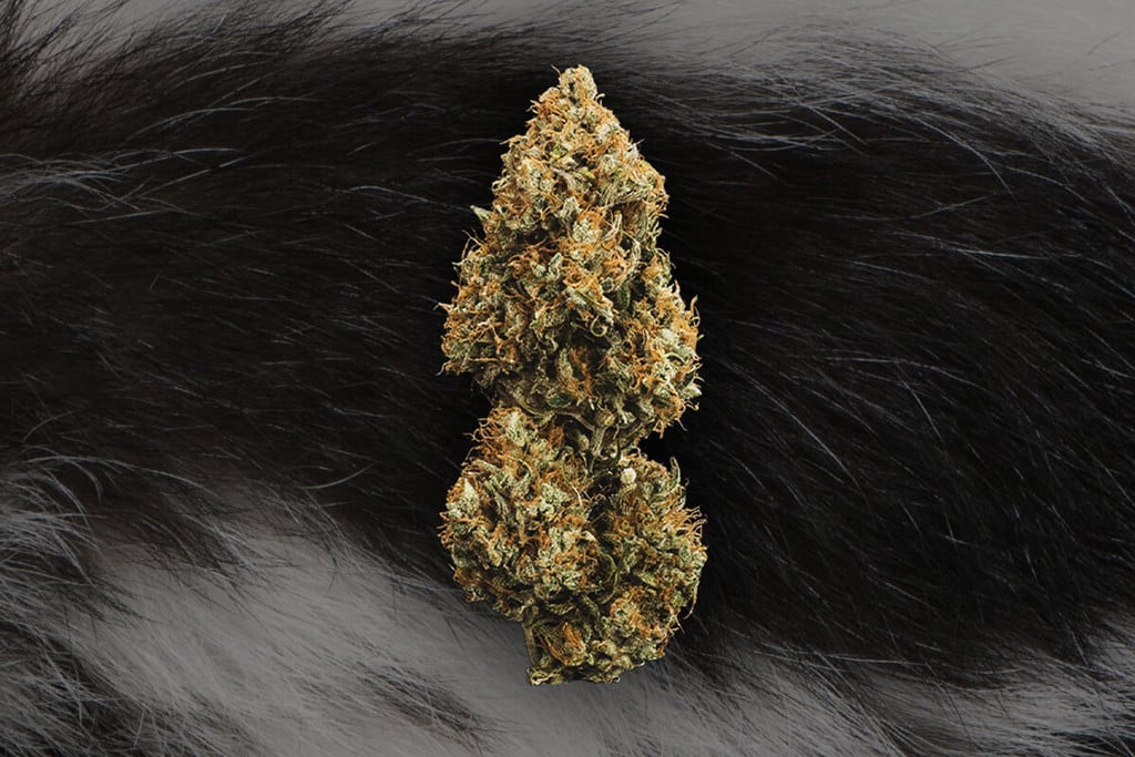 Skunk, Haze und Kush: das Fundament des heutigen Cannabis