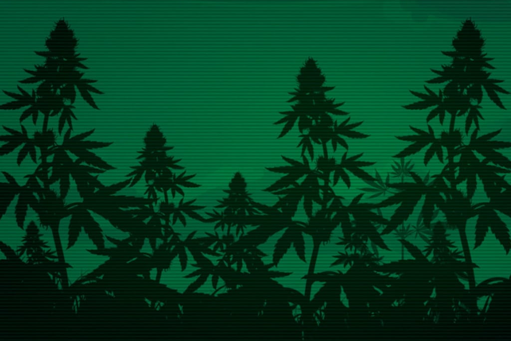 Kann Cannabis Die Nachtsicht Verbessern?