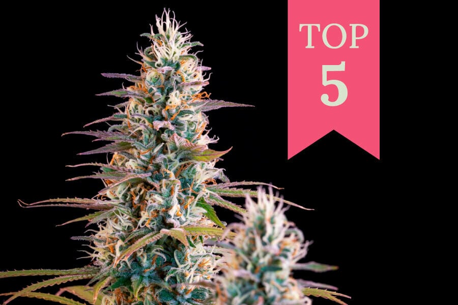 Top 5 cannabis strains voor Kerstmis 2023