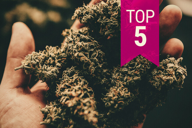 Die Top 5 der stärksten Cannabissorten – 2025 Update