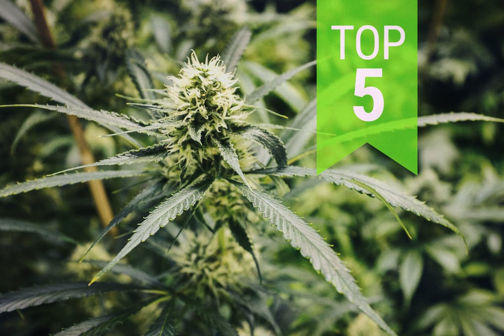Die 5 besten Ruderalis-Sativa-Cannabissorten: 2020 Update