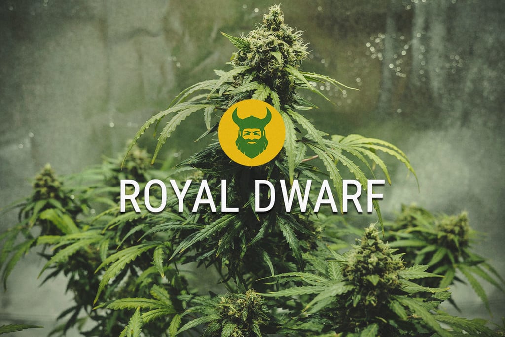 Royal Dwarf: kompakt, aber dennoch mächtig