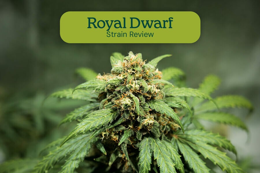 Royal Dwarf Sortenrezension