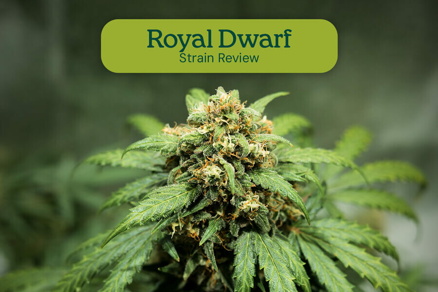 Royal Dwarf Sortenrezension