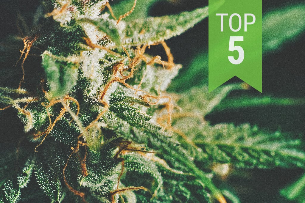 Die 5 besten Sorten mit wenig THC von Royal Queen Seeds