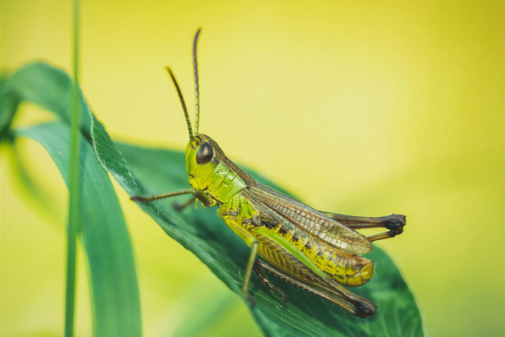 Heuschreckenbefall bei Cannabis erkennen, bekämpfen und vorbeugen