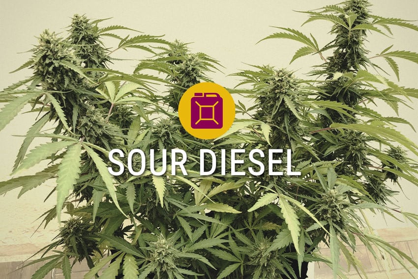 Sour Diesel Feminisiert Cannabissorte