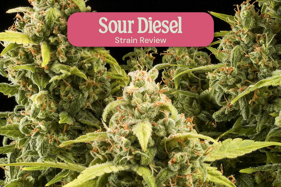 Sour Diesel Feminisiert Cannabissorte