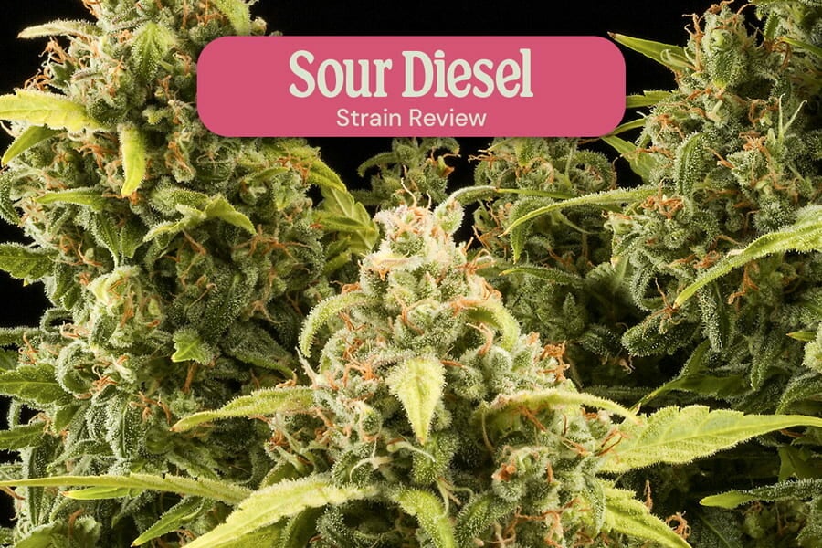 Sour Diesel Sortenrezension
