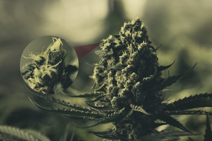 Erkundung Der Harzigen Cannabis-Blütenkelche