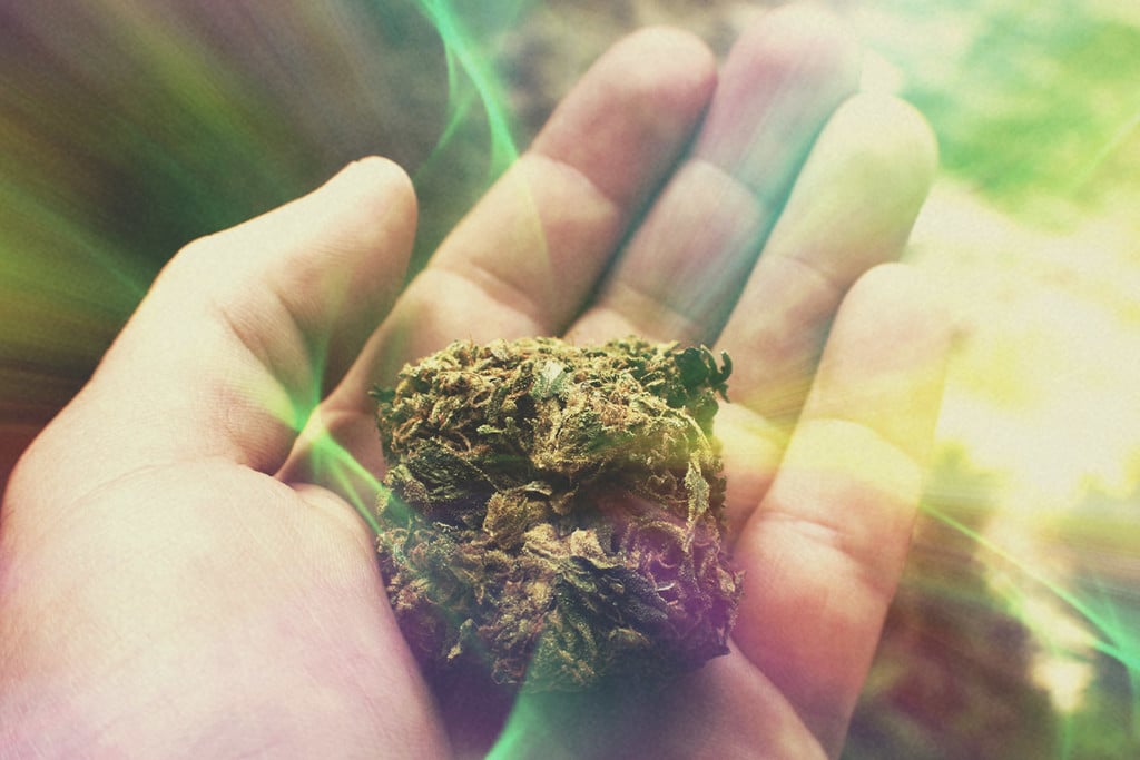 Potenz von Cannabis: Ist Weed heutztutage wirklich so viel stärker?