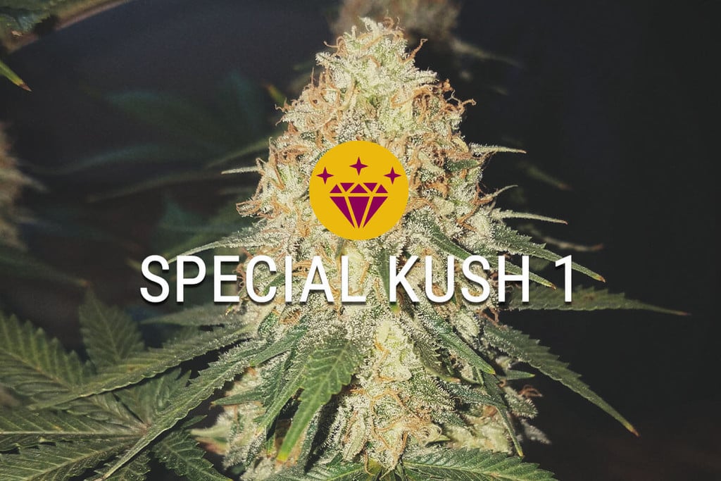 Special Kush 1: in der Tat eine spezielle Indica