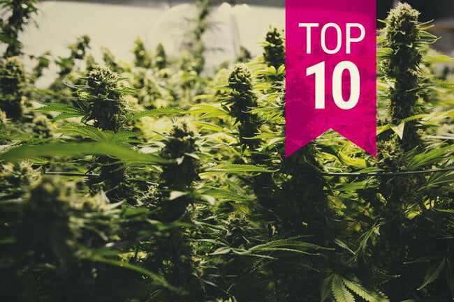 Die Top 10 ertragreichsten Cannabissorten (2024 Update)